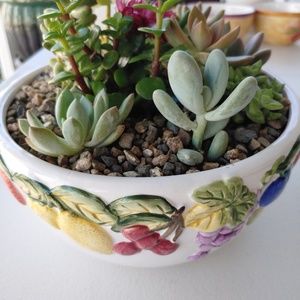 Succelant Arrangements